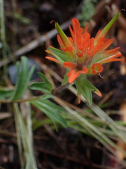 Castilleja hispida hispida
