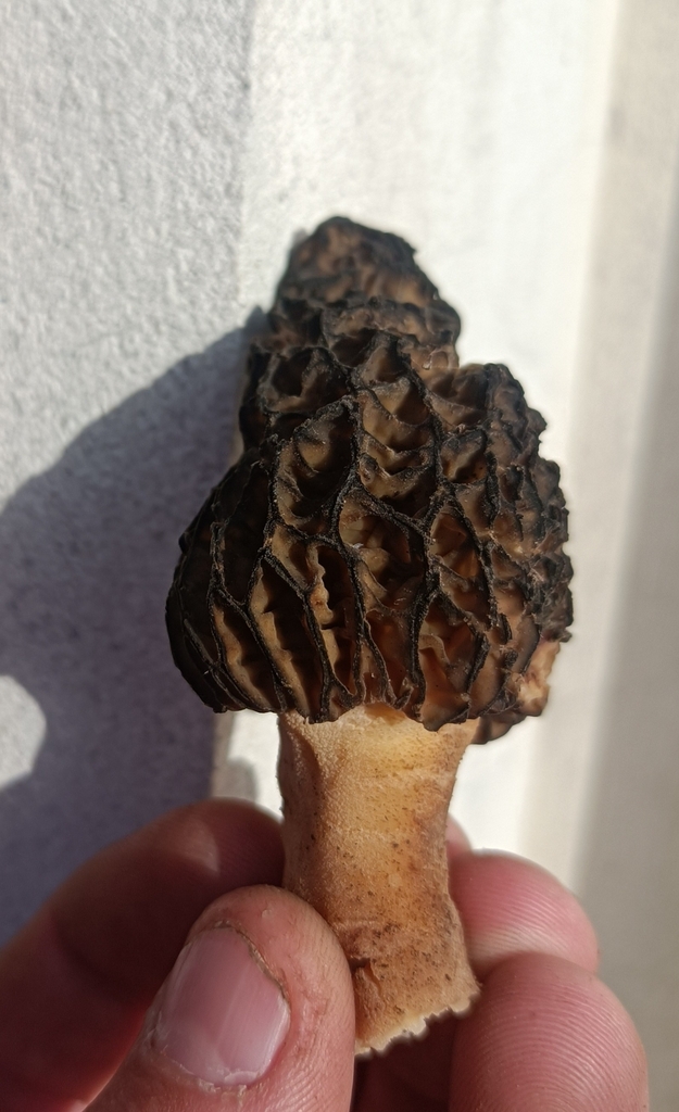 true morels from Ashburton on October 20, 2022 at 0819 AM by Sean