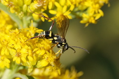 Ceropales maculata