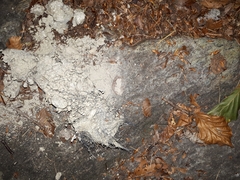 Canis lupus italicus