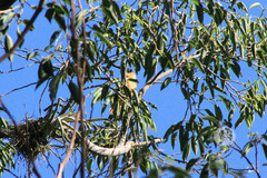 Pachyramphus aglaiae