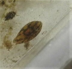 Chlamydotheca arcuata