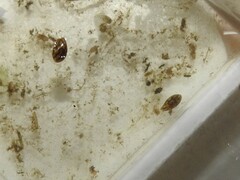 Chlamydotheca arcuata