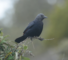 Onychognathus morio morio