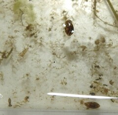 Chlamydotheca arcuata