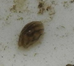Chlamydotheca arcuata