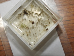 Chlamydotheca arcuata