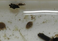 Chlamydotheca arcuata