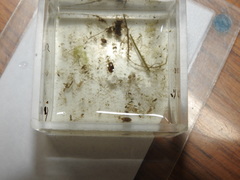 Chlamydotheca arcuata