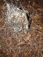 Canis lupus italicus