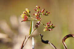 Bupleurum falcatum