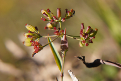 Bupleurum falcatum