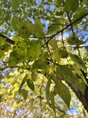Celtis occidentalis