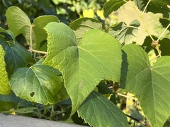 Vitis cinerea