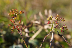 Bupleurum falcatum