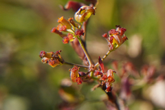 Bupleurum falcatum