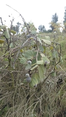 Passiflora bogotensis