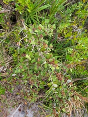 Lyonia fruticosa