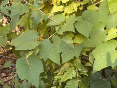 Vitis cinerea