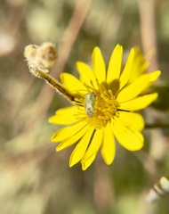 Taylorilygus apicalis