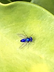 Condylostylus mundus
