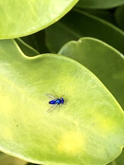 Condylostylus mundus