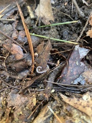 Diplopoda