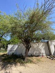 Parkinsonia x sonorae