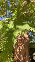 Metasequoia glyptostroboides