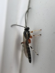 Itoplectis