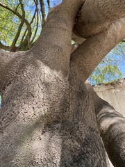 Parkinsonia x sonorae