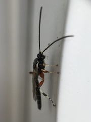 Itoplectis