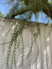 Parkinsonia x sonorae