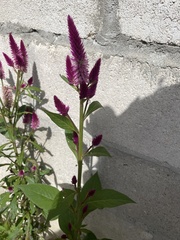 Celosia spicata