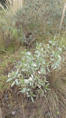Stevia lucida