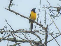 Icterus graduacauda