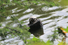 Kinosternon integrum