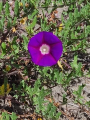Ipomoea stans