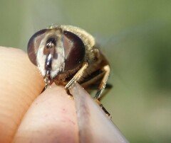 Eristalis horticola