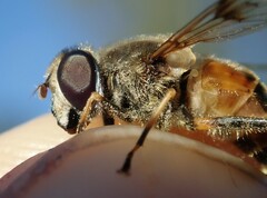 Eristalis horticola