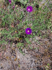 Ipomoea stans