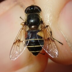 Eristalis horticola