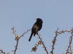Knipolegus aterrimus