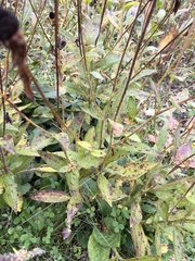 Platycodon grandiflorus