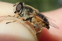 Eristalis horticola