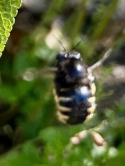 Xylocopa tabaniformis parkinsoniae