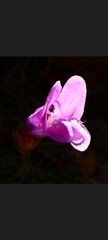 Penstemon davidsonii