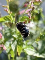 Xylocopa tabaniformis parkinsoniae