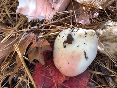 Russula rosacea