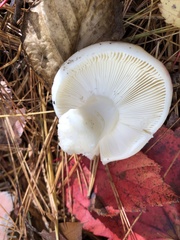 Russula rosacea